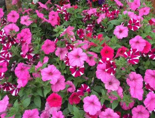 2027 Flower Baskets – Accepting Proposals